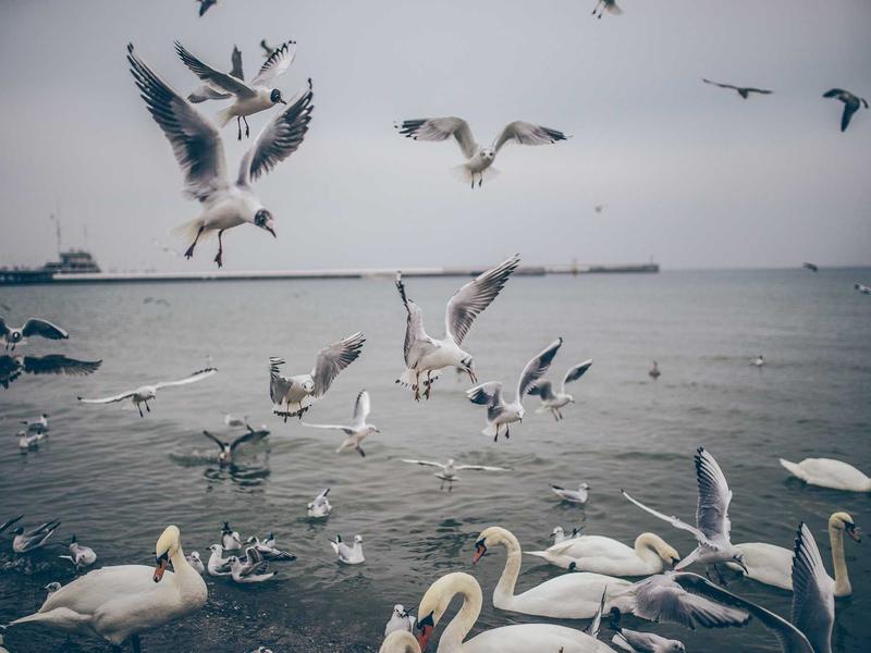 sudoku focus mode screenshot 2